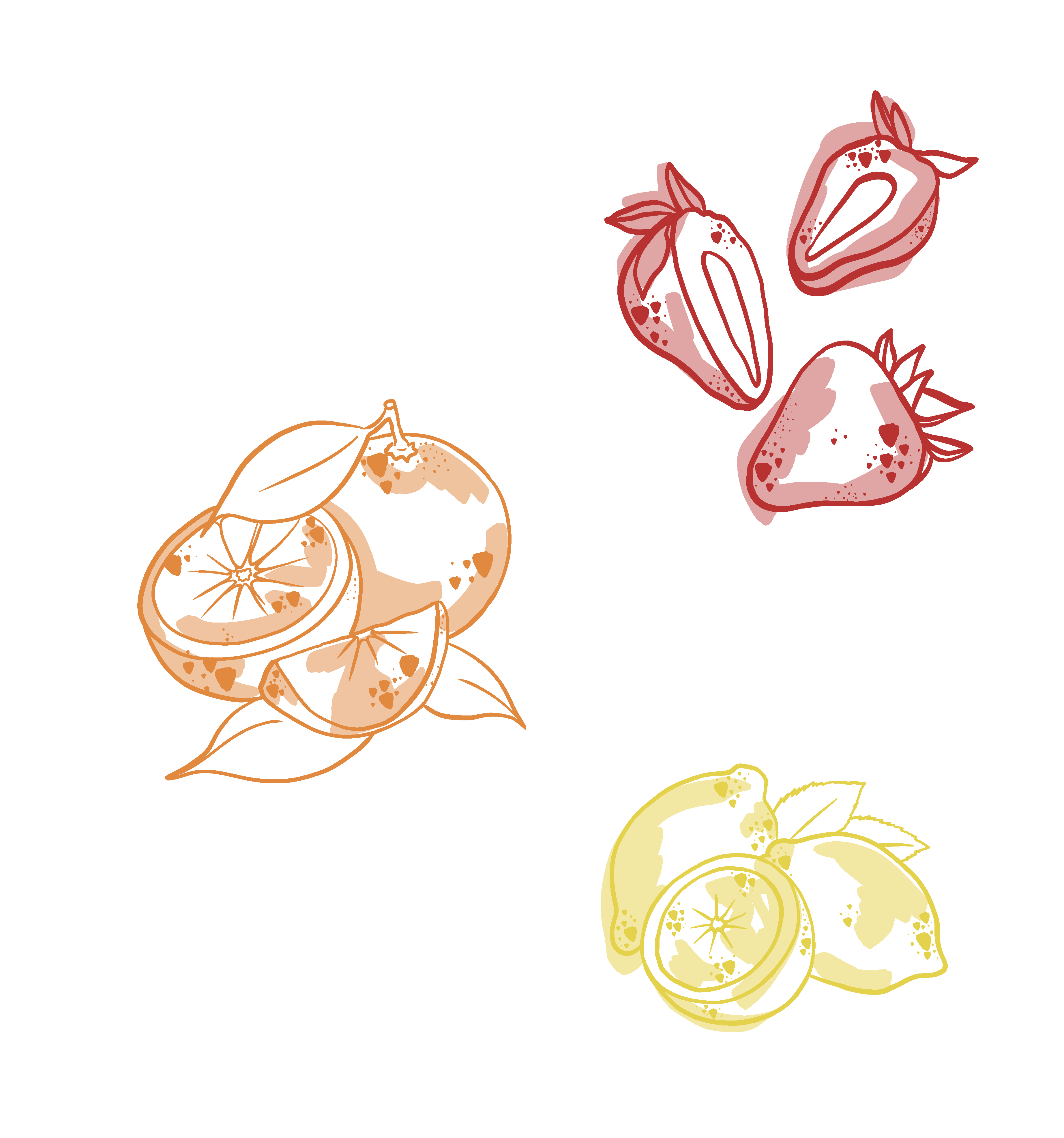 Botanical illustration